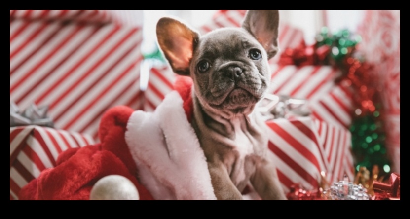 כפות ומשחק: מתנות לחברים בעלי ארבע רגליים