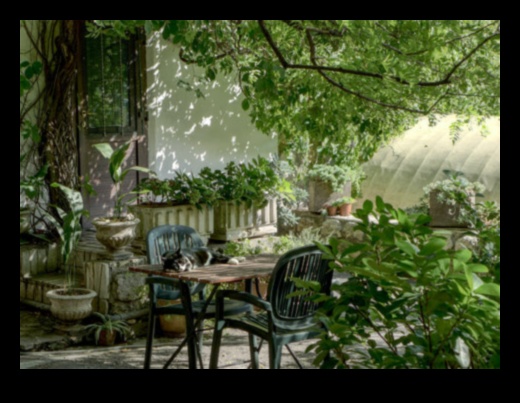 Elevate Your Garden: The Magic of Sculptural Beauty