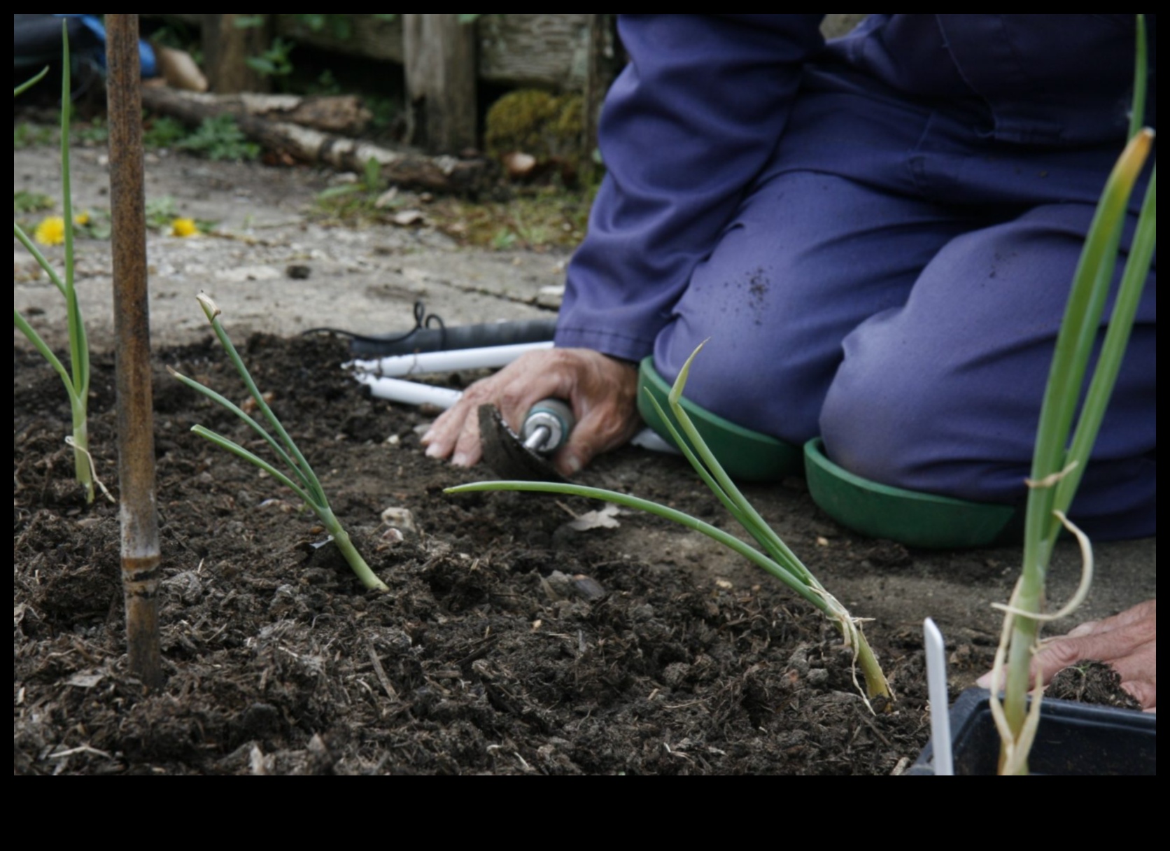 לחפור עמוק, לשגשג גבוה: כלי גינה חיוניים מוגדרים