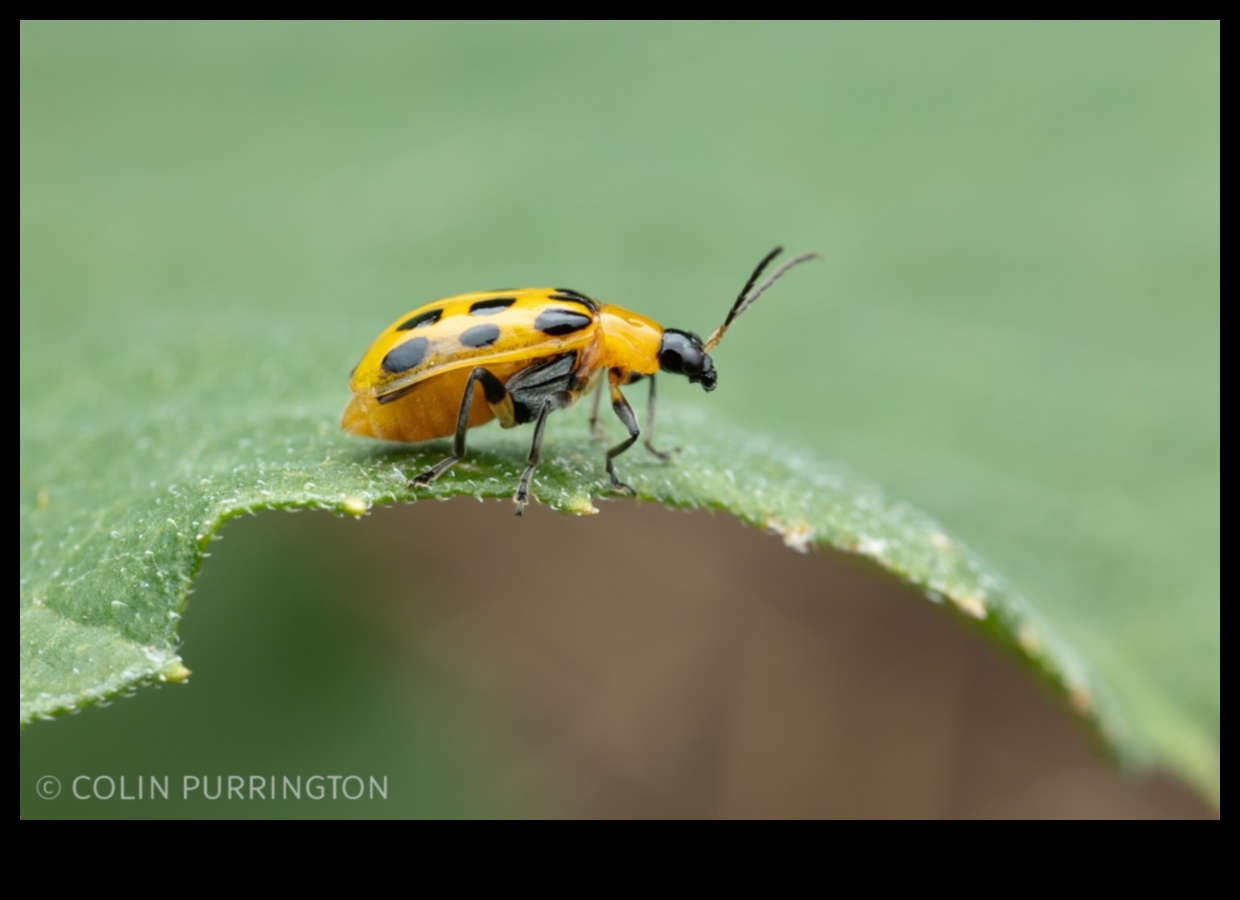 גן עדן מוגן ממזיקים: מדריך לגנן לפריחה הירוקים