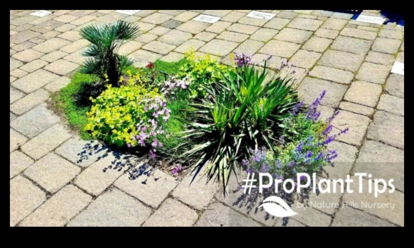 Bloom Brilliance: טיפים מובילים לגן עדן קורן