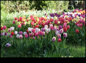 Bloom Brilliance: טיפים מובילים לגן עדן קורן