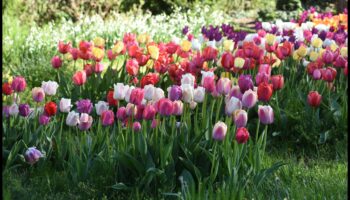 Bloom Brilliance: טיפים מובילים לגן עדן קורן