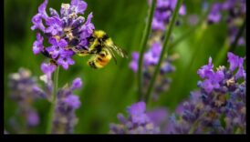 גן עדן מוגן ממזיקים: מדריך לגנן לפריחה הירוקים