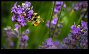 גן עדן מוגן ממזיקים: מדריך לגנן לפריחה הירוקים