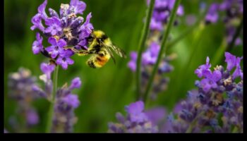 גן עדן מוגן ממזיקים: מדריך לגנן לפריחה הירוקים