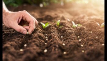 לזרוע את זרעי ההצלחה: עצות מומחים לתכנון גינות