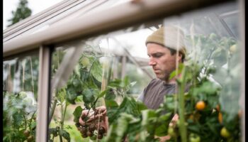 לזרוע, לפרוח, לשגשג: יתרון החממה