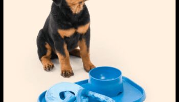 כפות ומשחק: מתנות לחברים בעלי ארבע רגליים