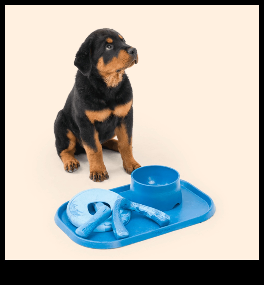 כפות ומשחק: מתנות לחברים בעלי ארבע רגליים